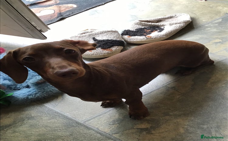 Miniature Dachshund dogs - Advert 1