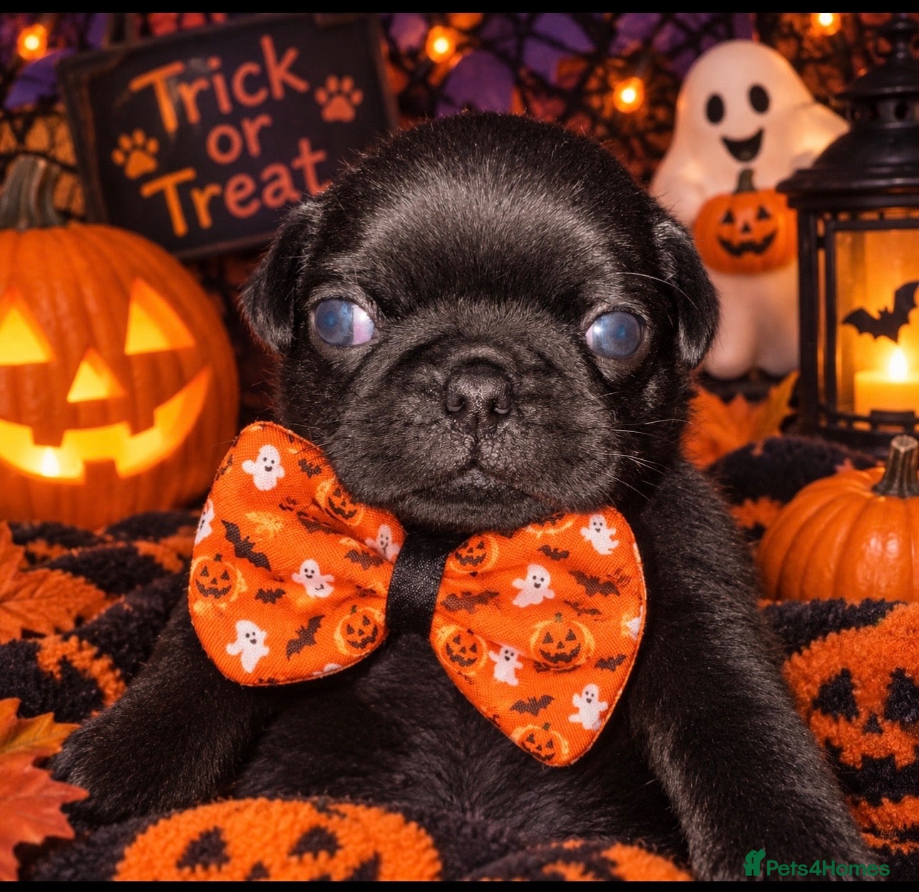 Pug dogs for sale: chunky pug puppies - Advert 1