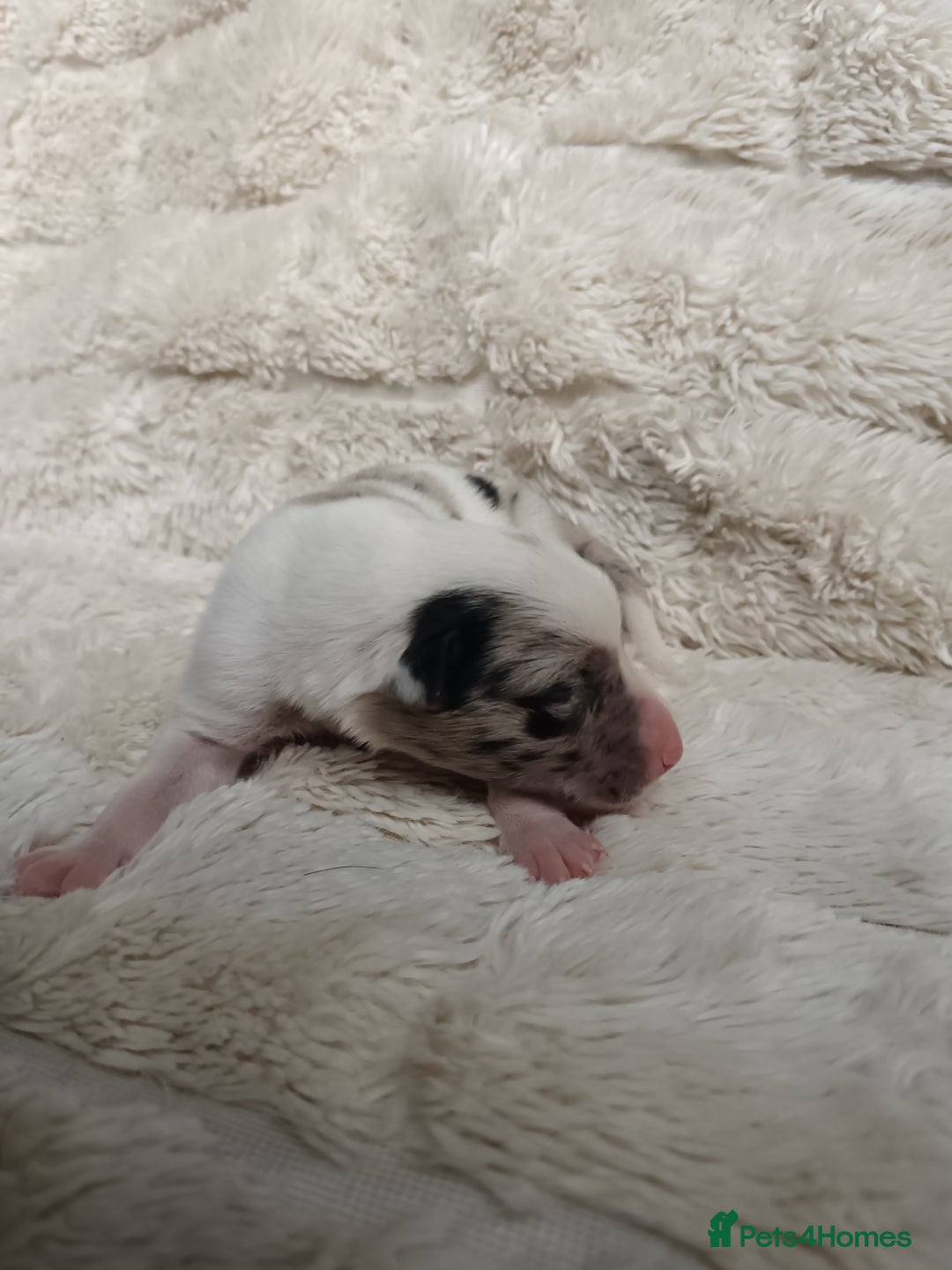 Border Collie dogs for sale: Border collie puppies B/W  - Advert 22