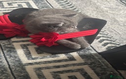 British Shorthair cats for sale: Two beautiful and lovely girls - Image 2