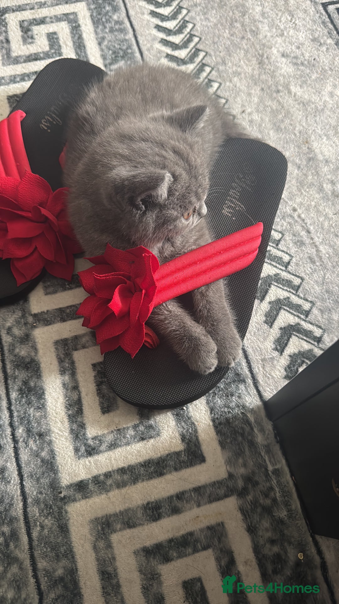 British Shorthair cats for sale: Two beautiful and lovely girls - Image 2