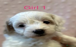 Cockapoo dogs for sale: Beautiful F1B cockapoo puppies READY TO GO - Image 4