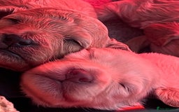 Cockapoo dogs for sale: F1B Cockapoo Puppies - Image 3