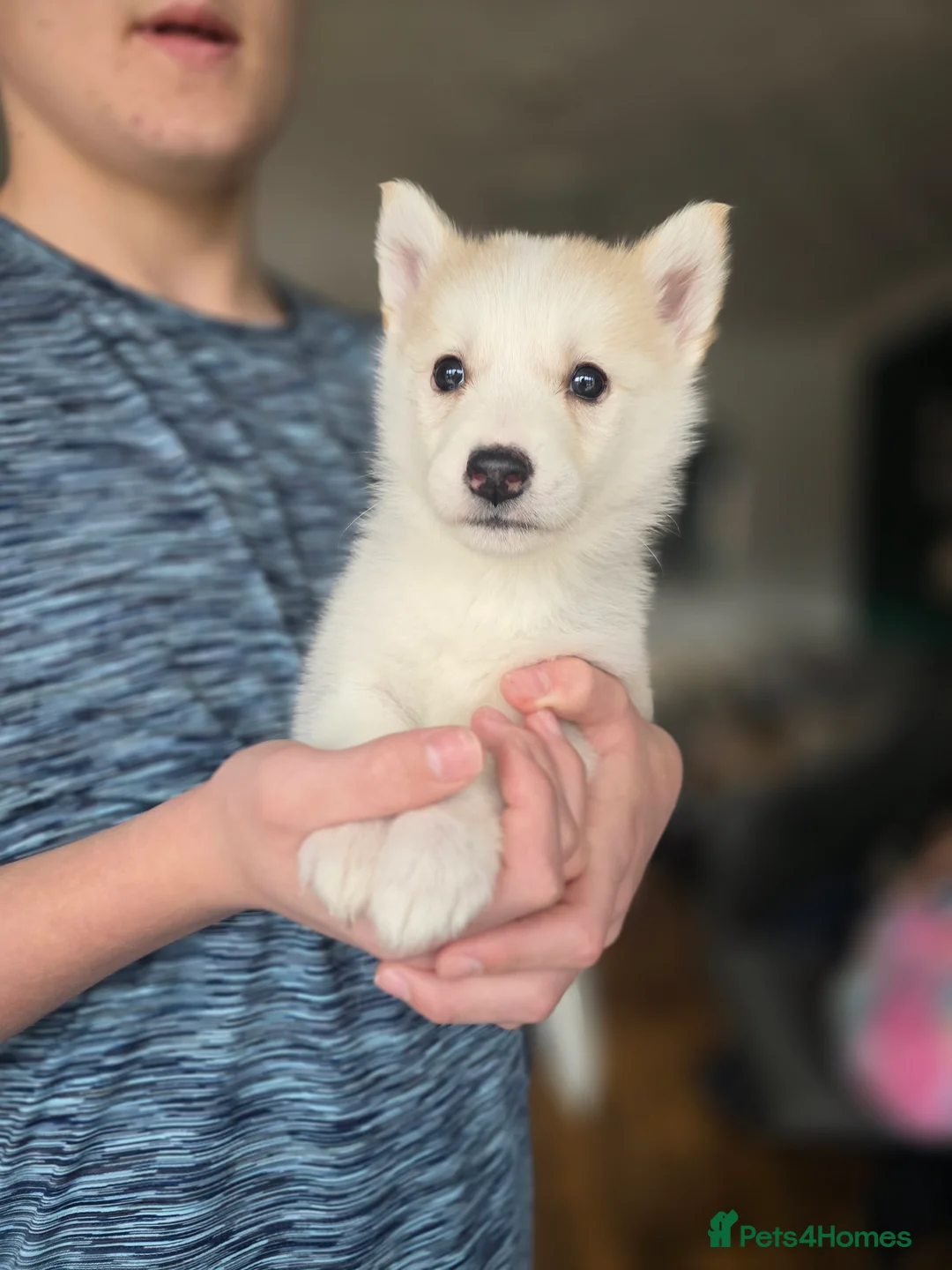 Alaskan Malamute dogs for sale: READY 2 female fluffy pups left - Advert 16