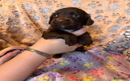 Cocker Spaniel dogs for sale: COCKER SPANIEL LITTER OF 9 IN SCARBOROUGH  - Image 31
