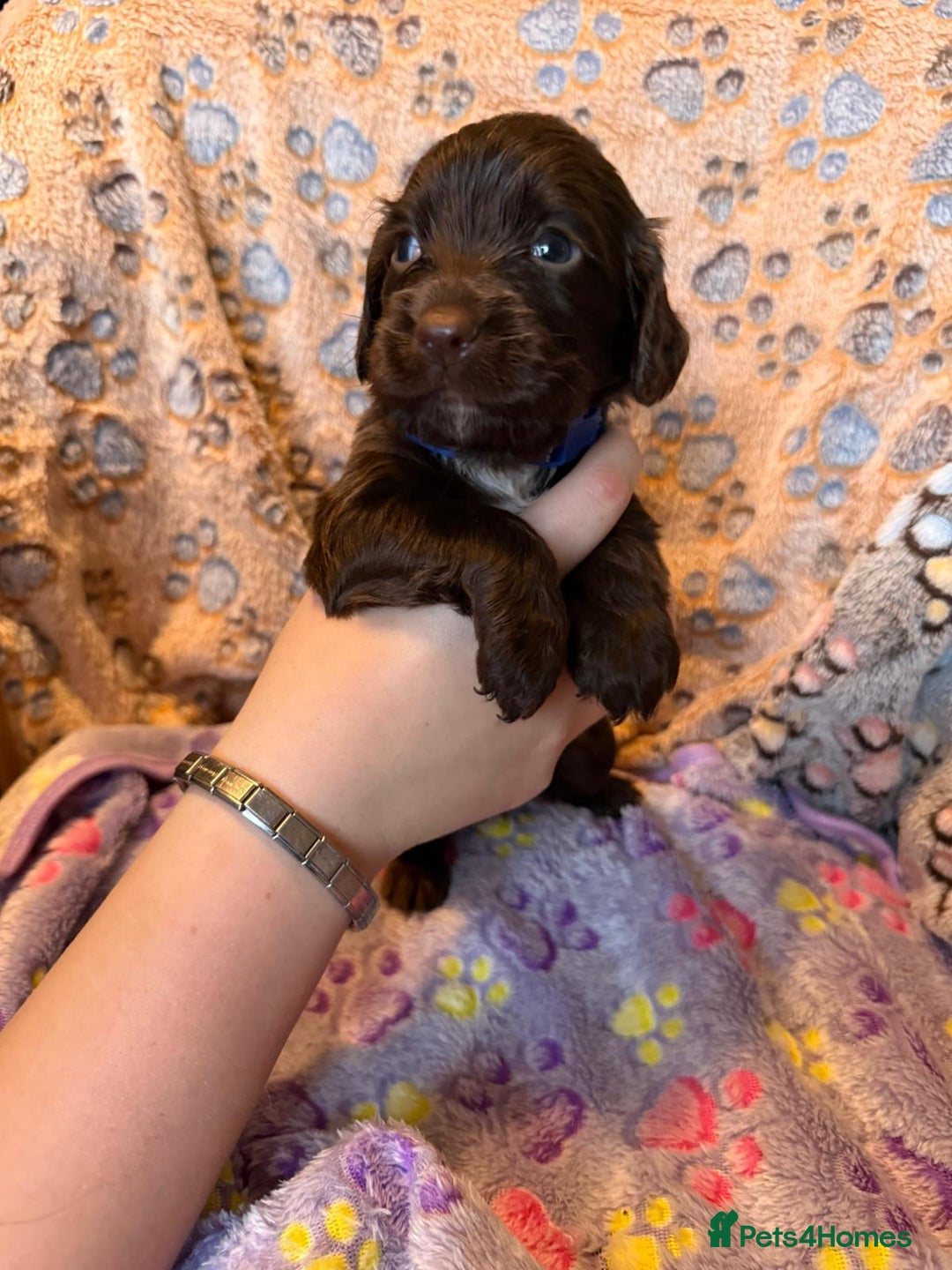 Cocker Spaniel dogs for sale: COCKER SPANIEL LITTER OF 9 IN SCARBOROUGH  - Image 31