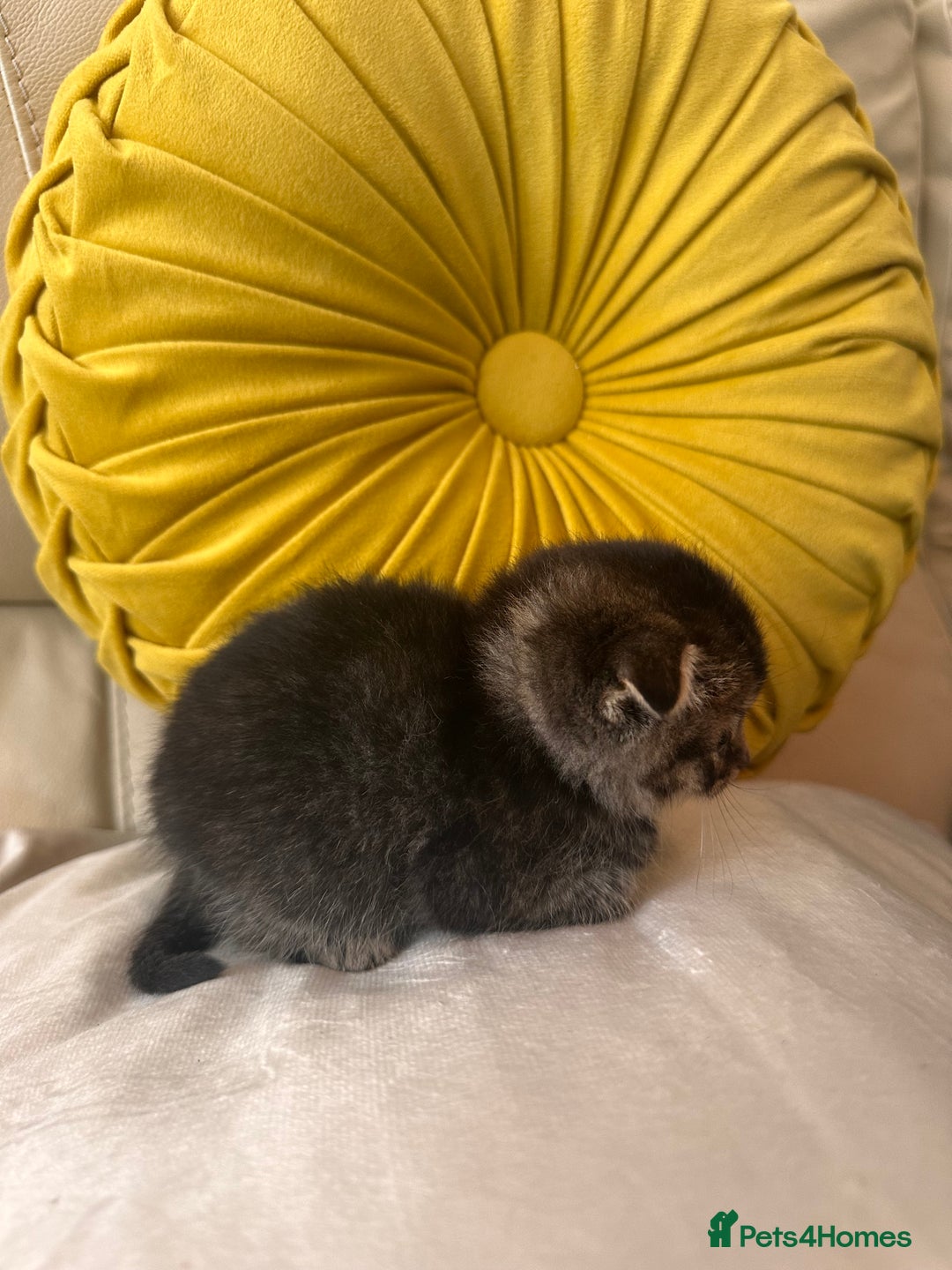 Scottish Fold cats for sale: Scottish fold kittens for sale  - Image 6