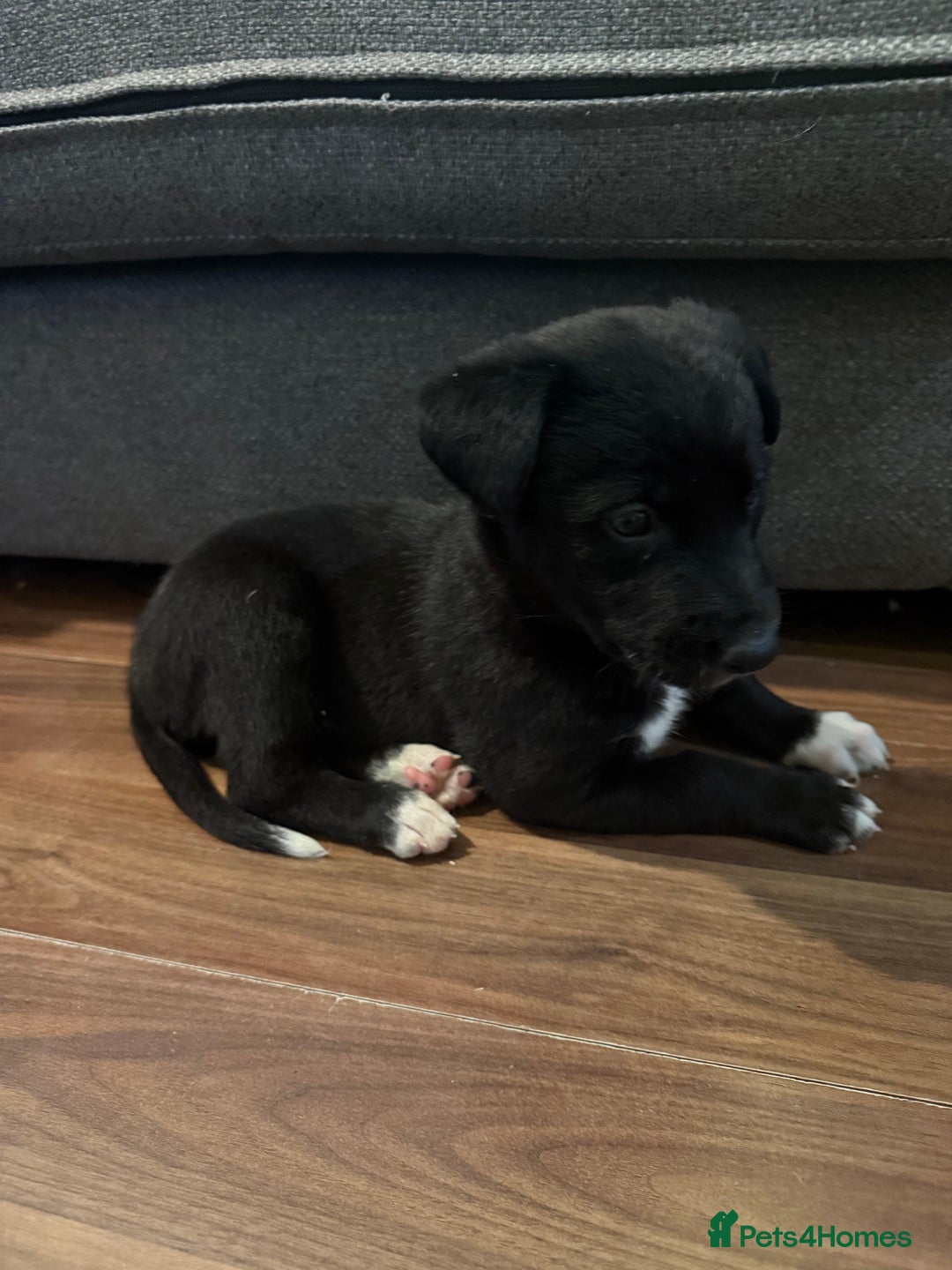 Mixed Breed dogs for sale: First cross Border collie x Greyhound - Advert 7