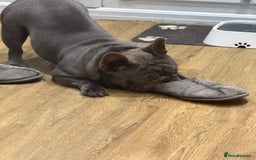 French Bulldog dogs for sale: French bulldog male  - Image 4