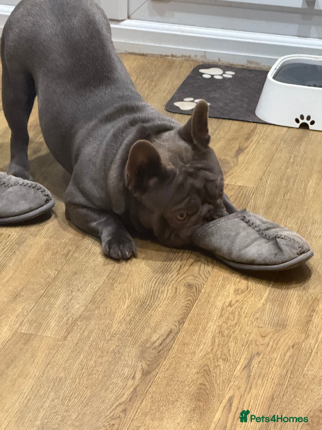 French Bulldog dogs for sale: French bulldog male  - Image 4