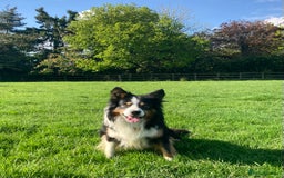 Mixed Breed dogs for sale: ⚫️ Well-natured, healthy Sprollies ⚪️ - Image 15