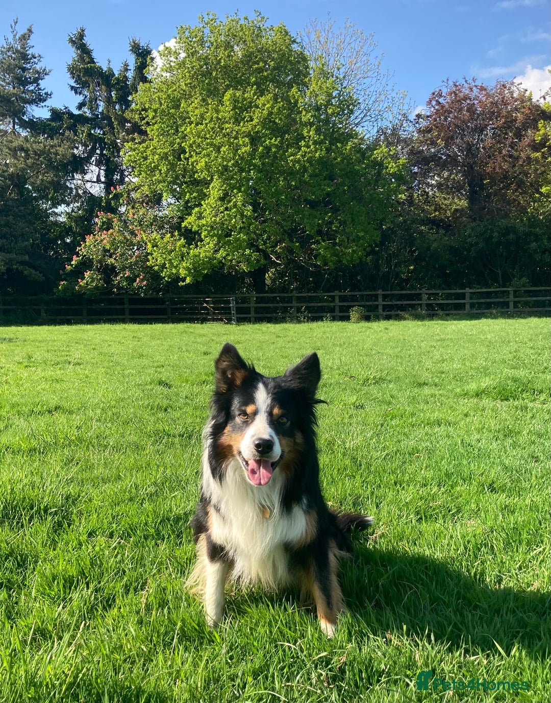 Mixed Breed dogs for sale: ⚫️ Well-natured, healthy Sprollies ⚪️ - Image 15