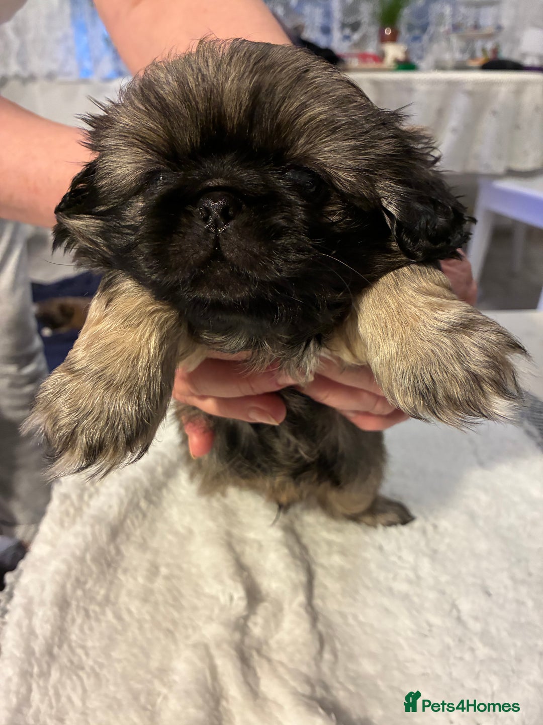 Pekingese dogs for sale: Pekingese puppies - Advert 11