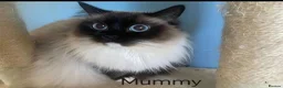 Ragdoll cats for sale: Chocolate point ragdoll  - Advert 2