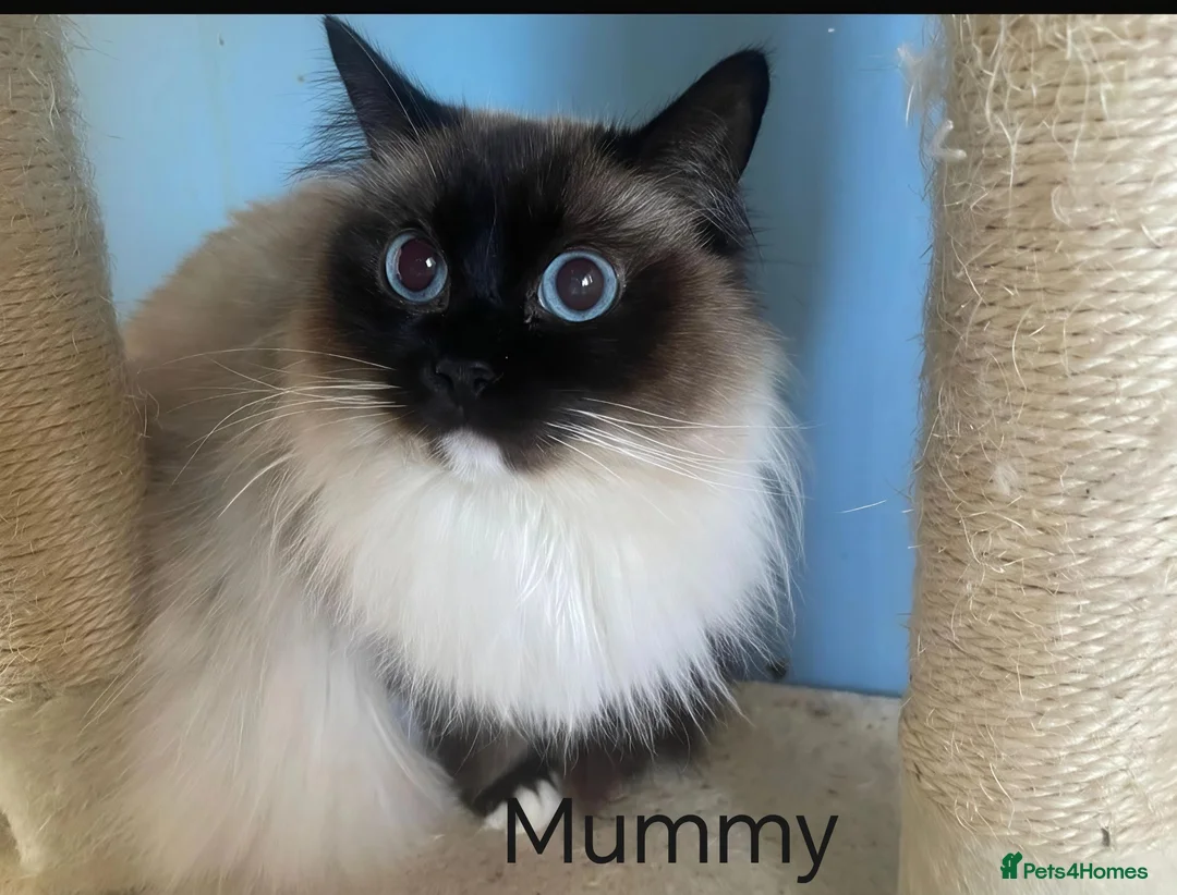 Ragdoll cats for sale: Chocolate point ragdoll  - Advert 2