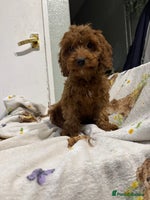 Cockapoo dogs - Advert 3