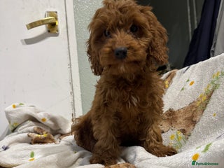 Cockapoo dogs - Advert 36