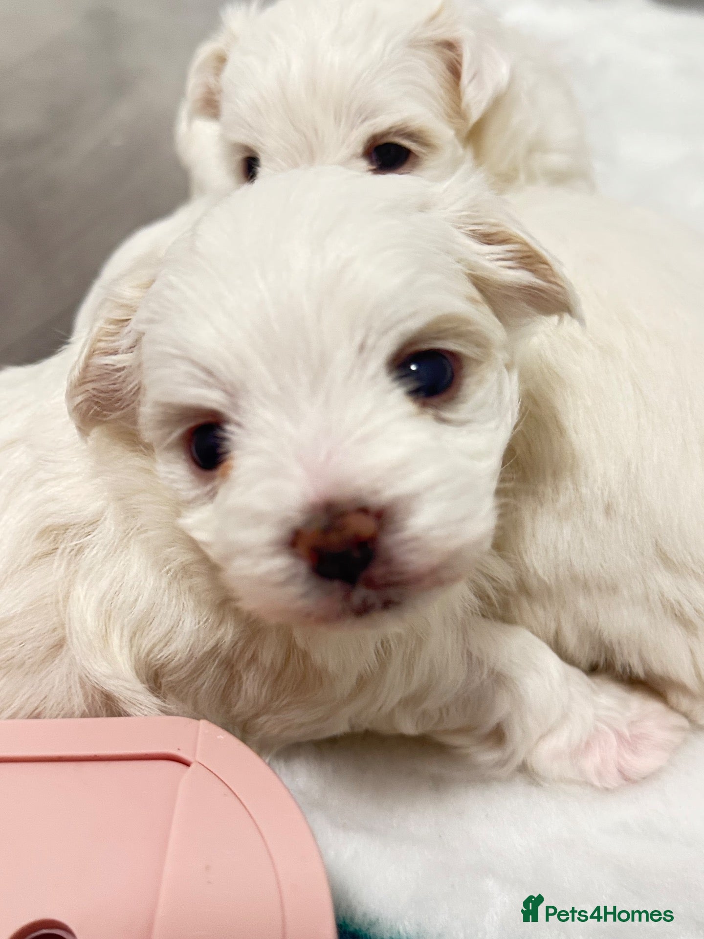 Maltese dogs for sale: 🐾💕 ADORABLE TINY PURE MALTESE - RESERVE NOW!  - Advert 2