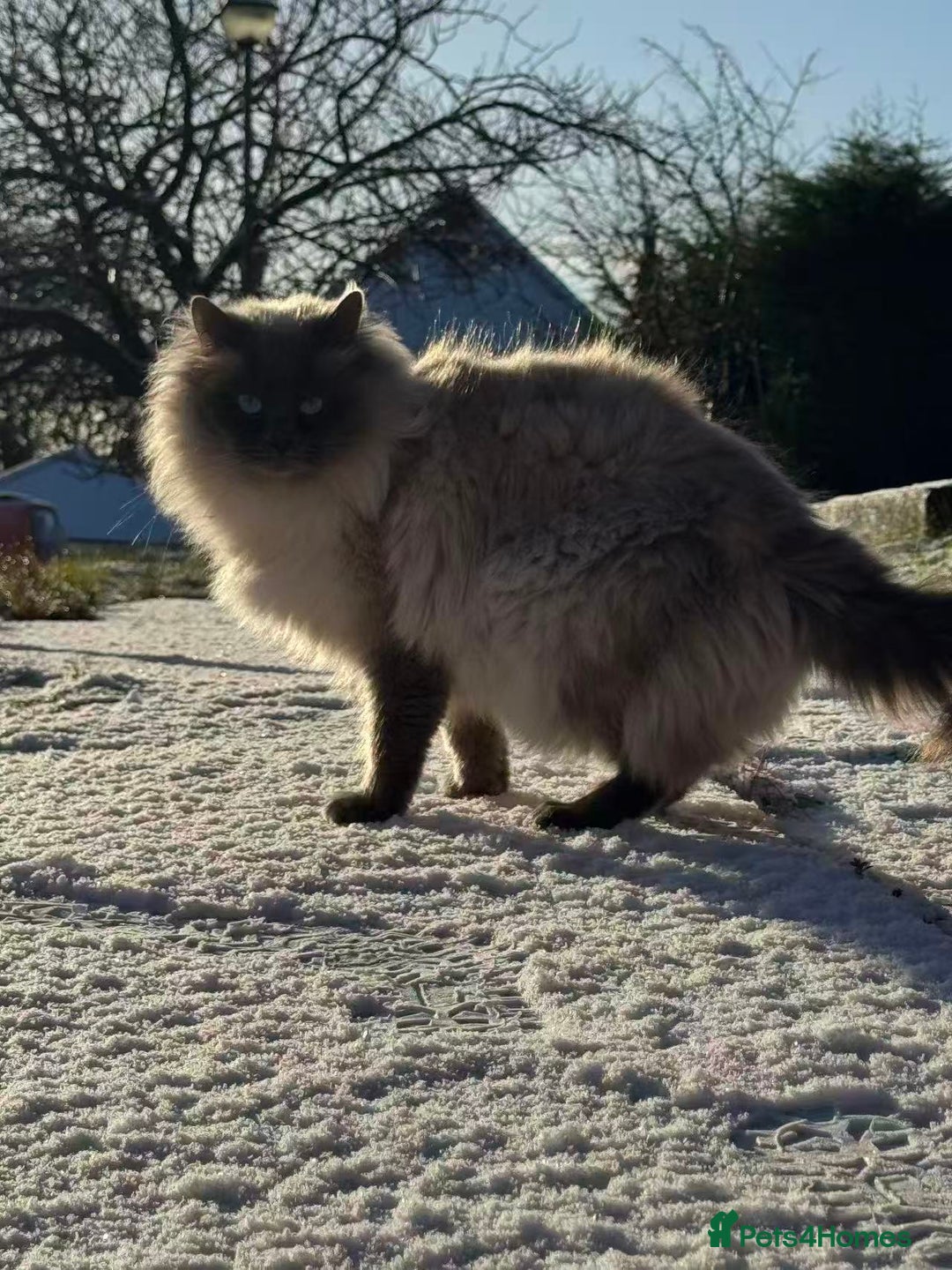 Ragdoll cats for sale: Active female pure Ragdoll - Advert 9