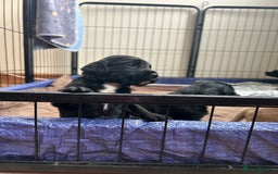 Sprocker dogs for sale:  Sprocker Spaniel READY TO LEAVE!!! 🐶 Only 1 left - Image 15