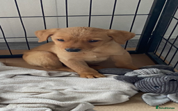 Labrador Retriever dogs for sale: Labrador fox red puppies  - Image 1