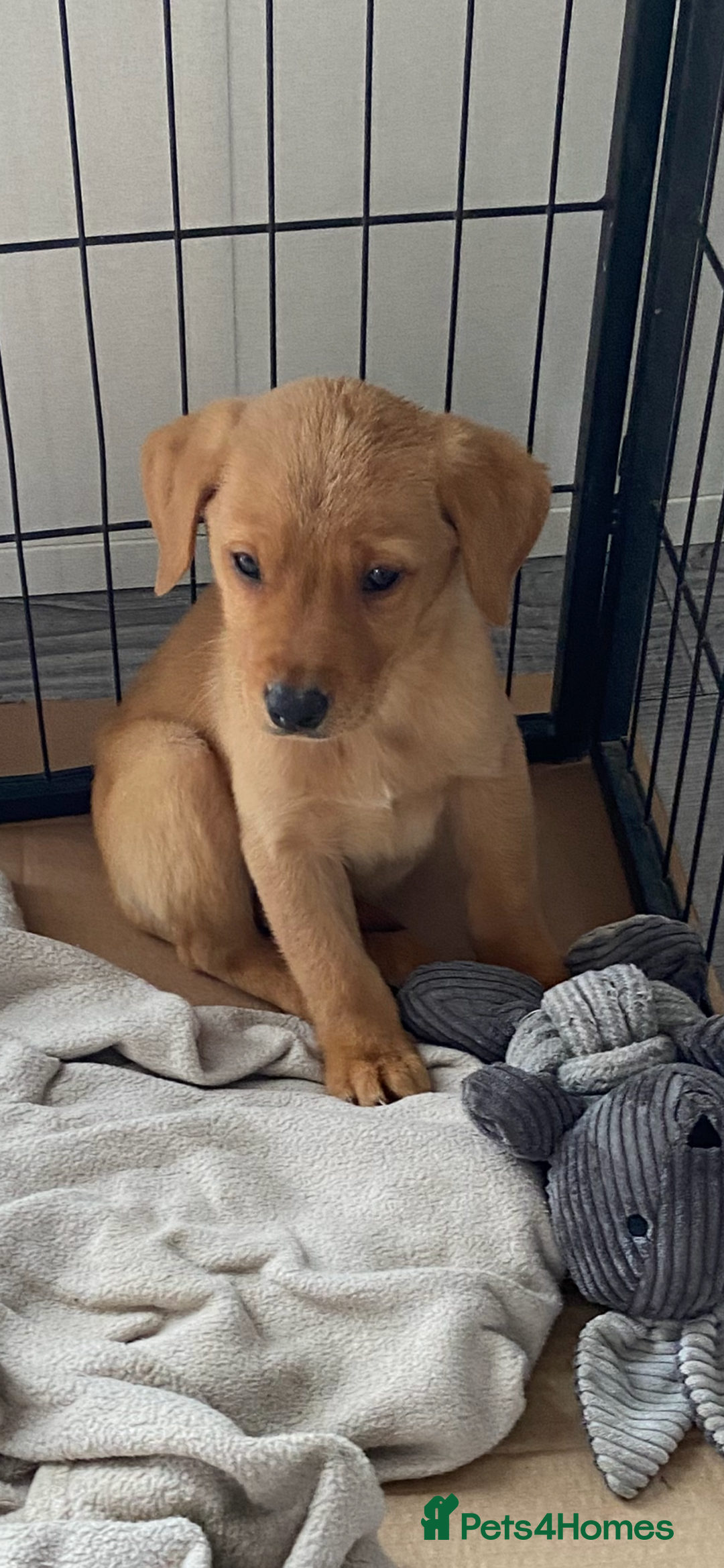 Labrador Retriever dogs for sale: Labrador fox red puppies  - Image 1