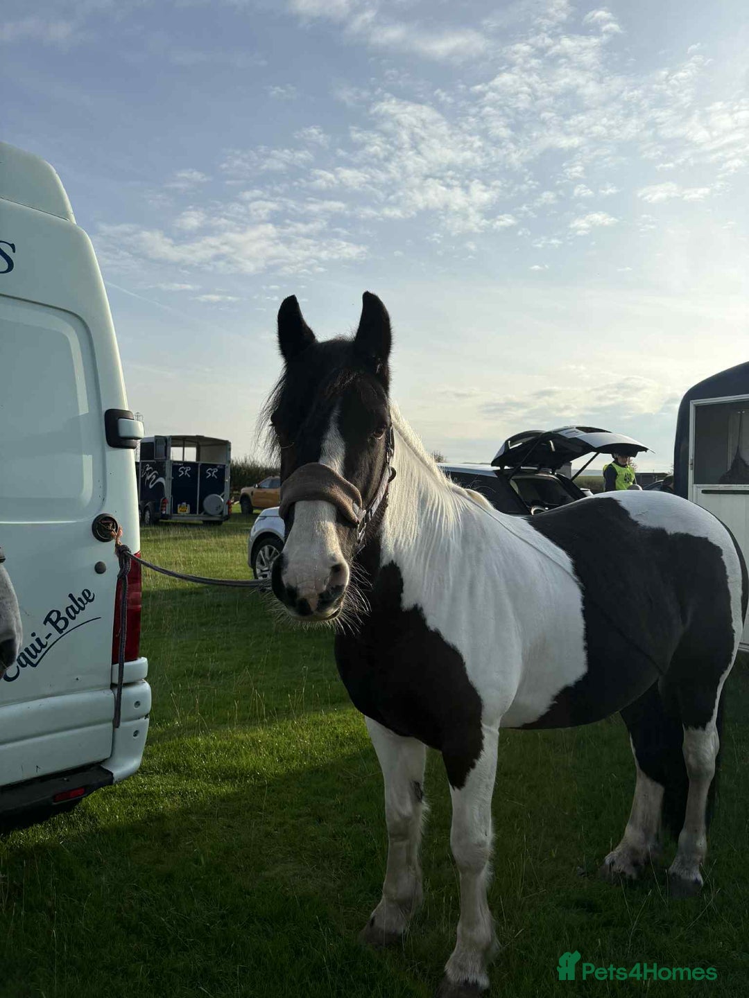 Other Breed horses for sale: Lady athena - Advert 5