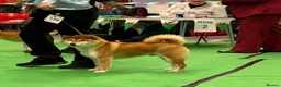 Japanese Shiba Inu dogs for stud: KC health tested Japanese Shiba Inu available  - Advert 5