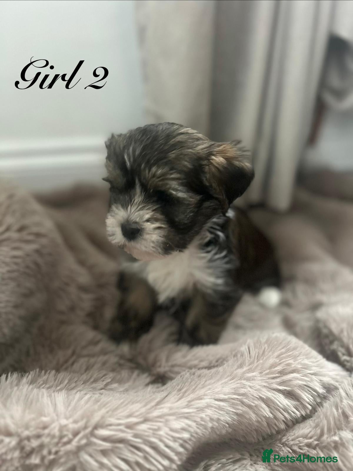 Shorkie dogs shih Tzu X Yorkshire terrier puppies ready  - Advert 1