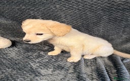 Golden Retriever dogs for sale: Golden Retriever Puppies - Image 10