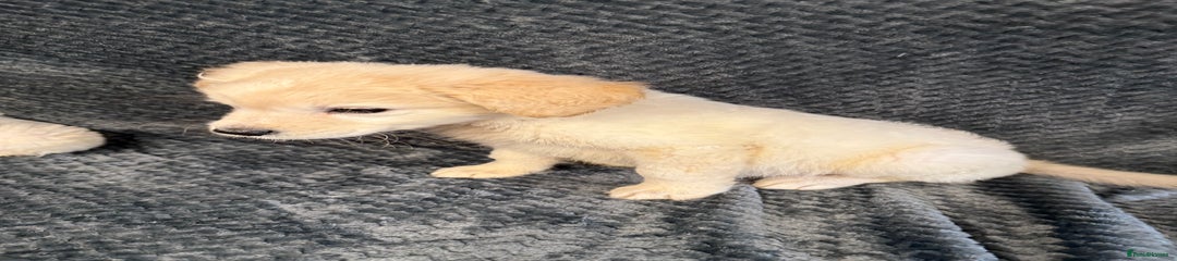 Golden Retriever Puppy 3