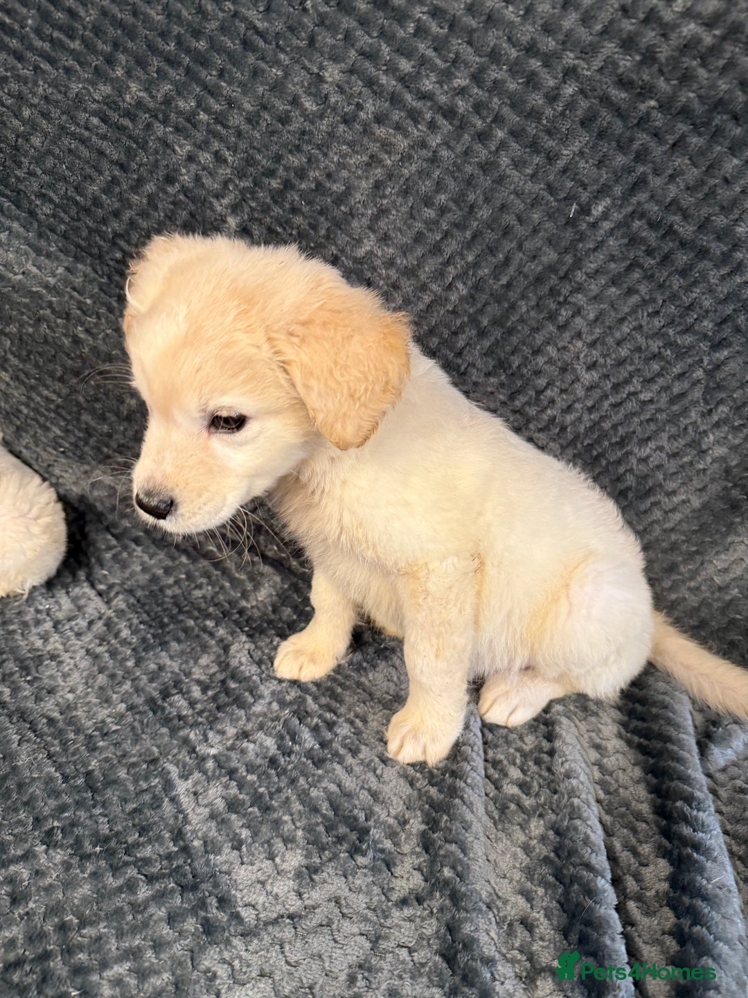 Golden Retriever dogs for sale: Golden Retriever Puppies - Image 10