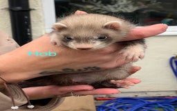 Ferret rodents for sale: Ferret kits and adults of va ages read descr  - Image 6