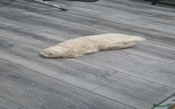 Maltese dogs for sale: Little Mia looking for forever home  - Image 5