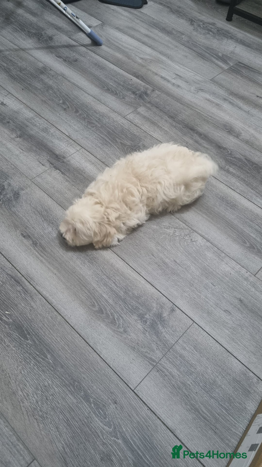 Maltese dogs for sale: Little Mia looking for forever home  - Image 5