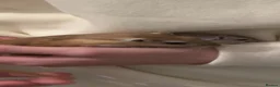Gerbil rodents for sale: 2 female gerbils  in Doncaster - Advert 1