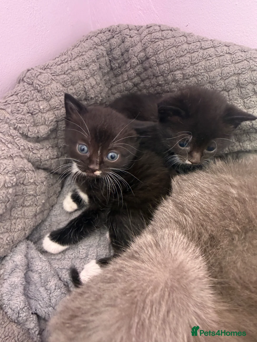 Mixed Breed cats for sale: British shorthair cross - Advert 2