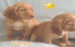 Cocker Spaniel dogs for sale: 🐶PRA FA HEALTH TESTED Show Cocker Spaniels Ready - Image 6