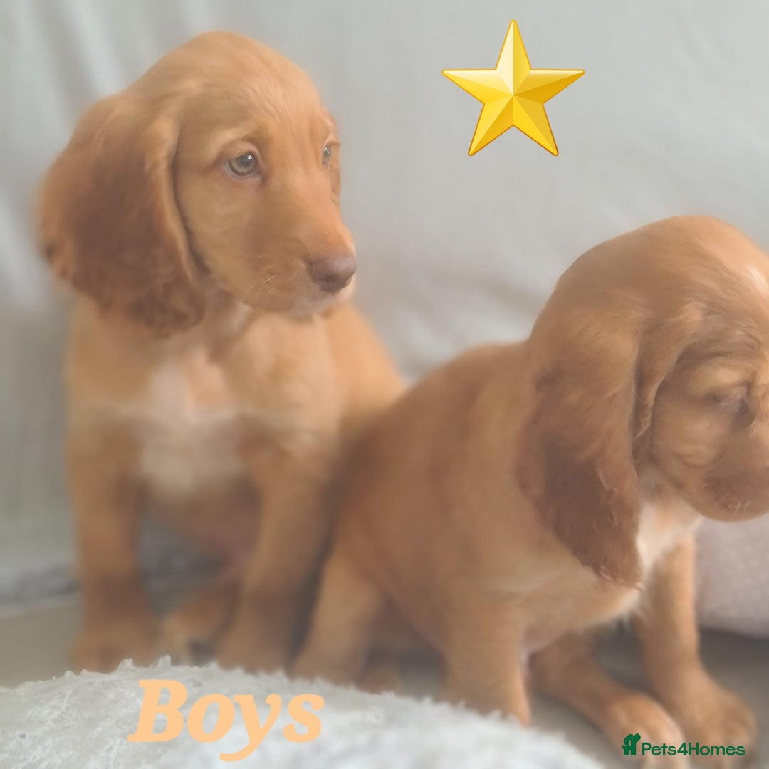 Cocker Spaniel dogs for sale: 🐶PRA FA HEALTH TESTED Show Cocker Spaniels Ready - Image 6