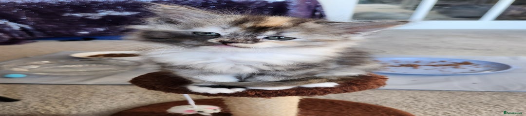 Ragdoll Kitten 5