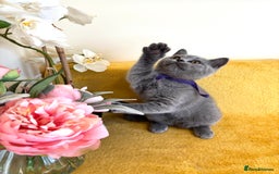 British Shorthair cats for sale: Top quality GCCF kittens  - Image 16