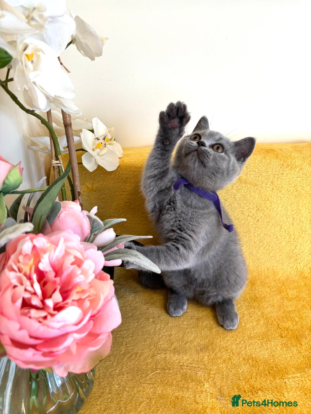 British Shorthair cats for sale: Top quality GCCF kittens  - Image 16