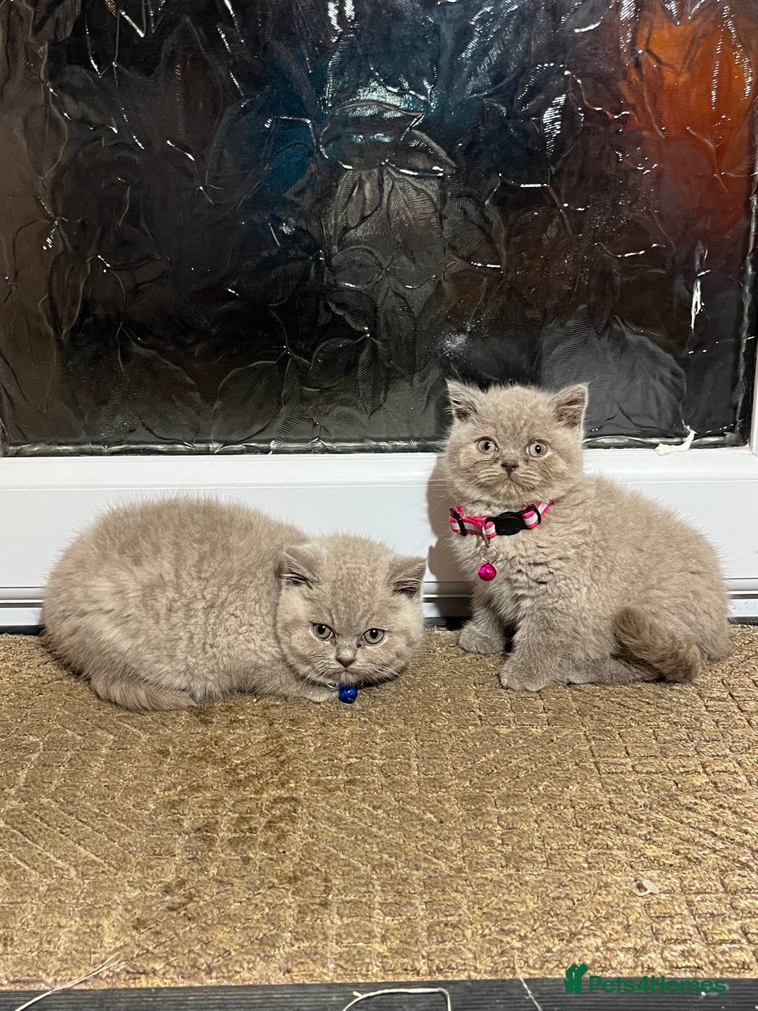 British Shorthair cats for sale: ⭐️ PURE BREED BRITISH SHORTHAIR KITTENS - Advert 10