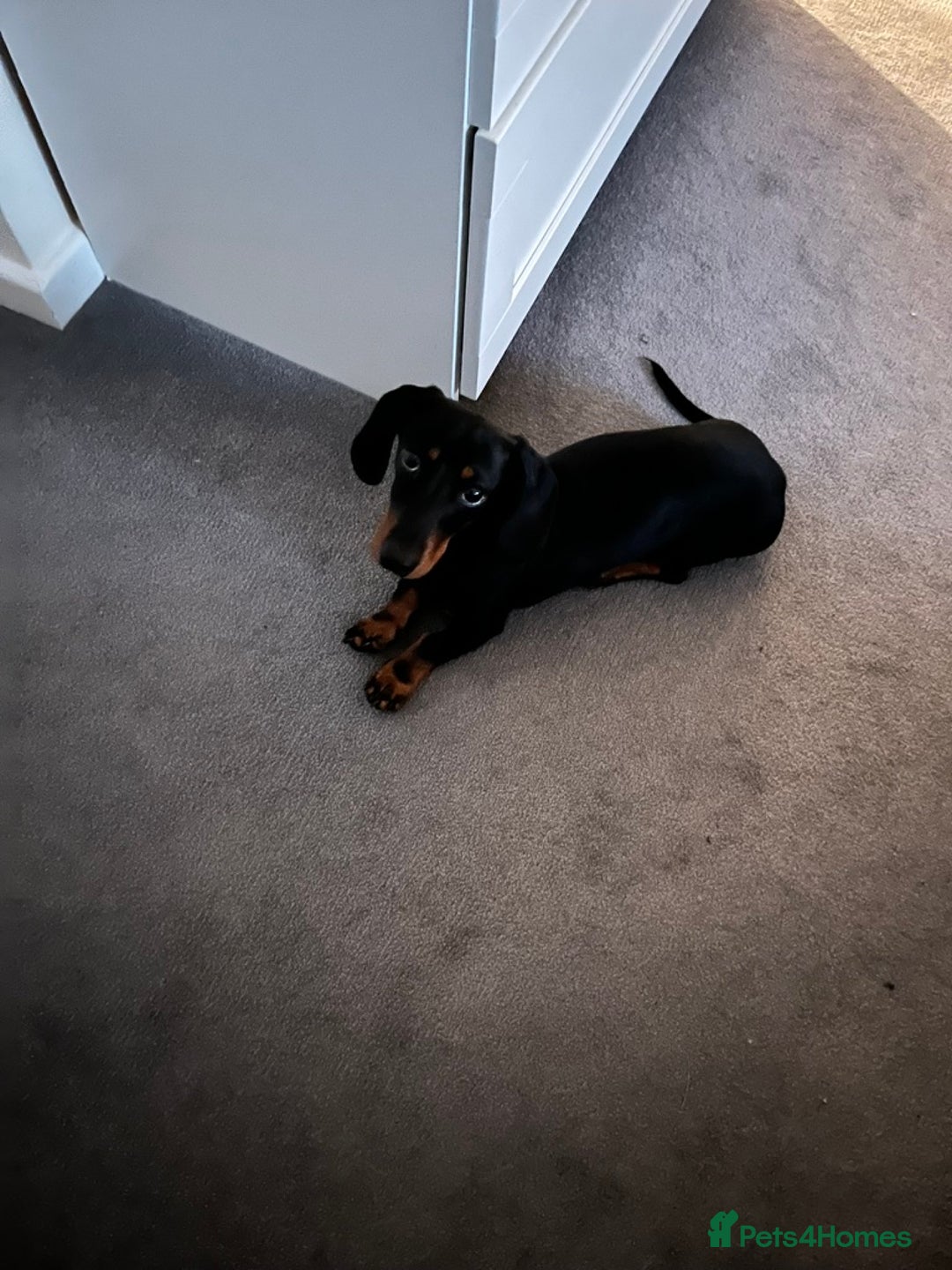 Miniature Dachshund dogs for sale: Black-and-Tan Mini Dachshunds—Homes Needed Urgent - Advert 2