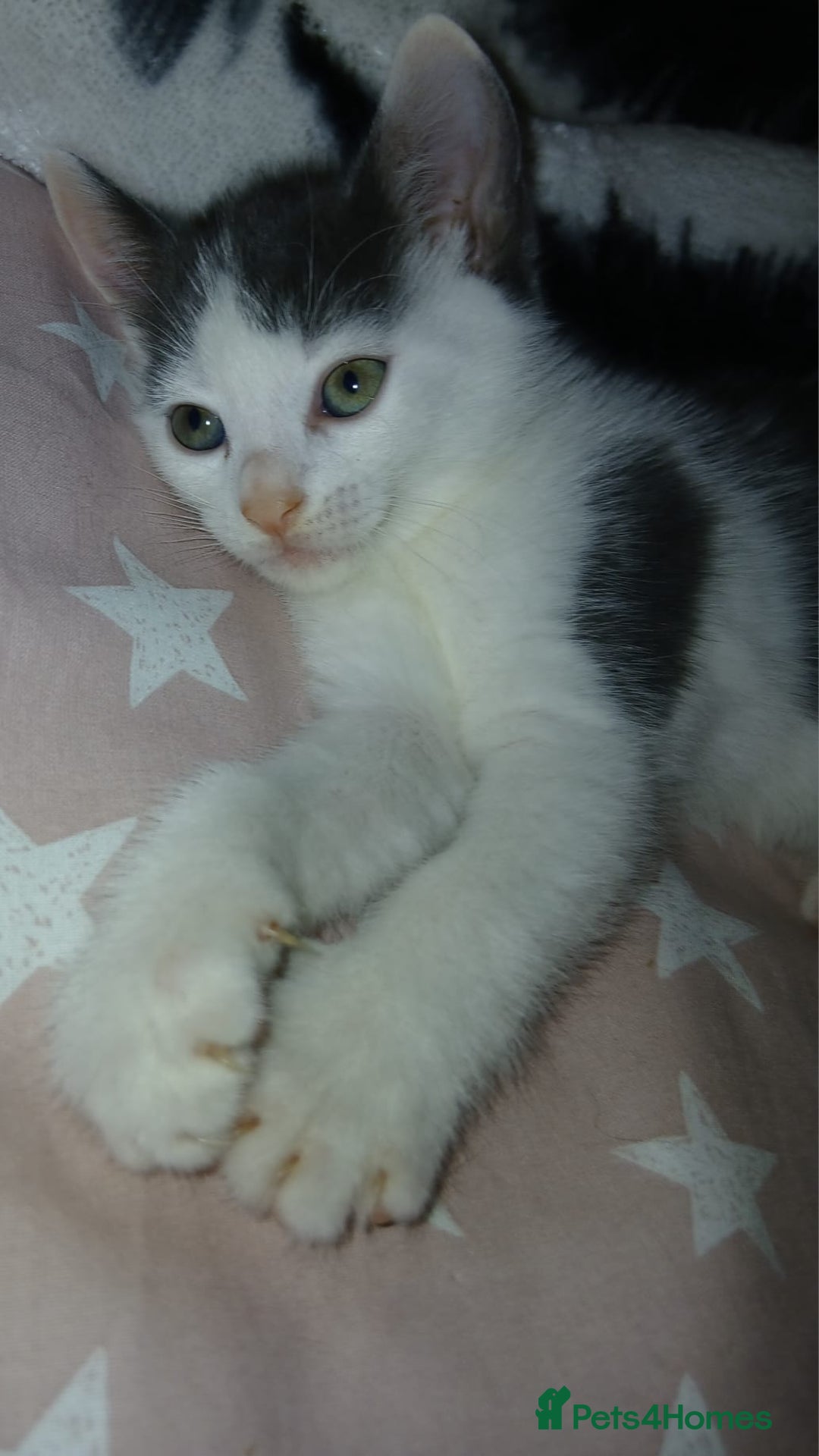 Mixed Breed cats for sale: 4 month old kitten for sale - Advert 4
