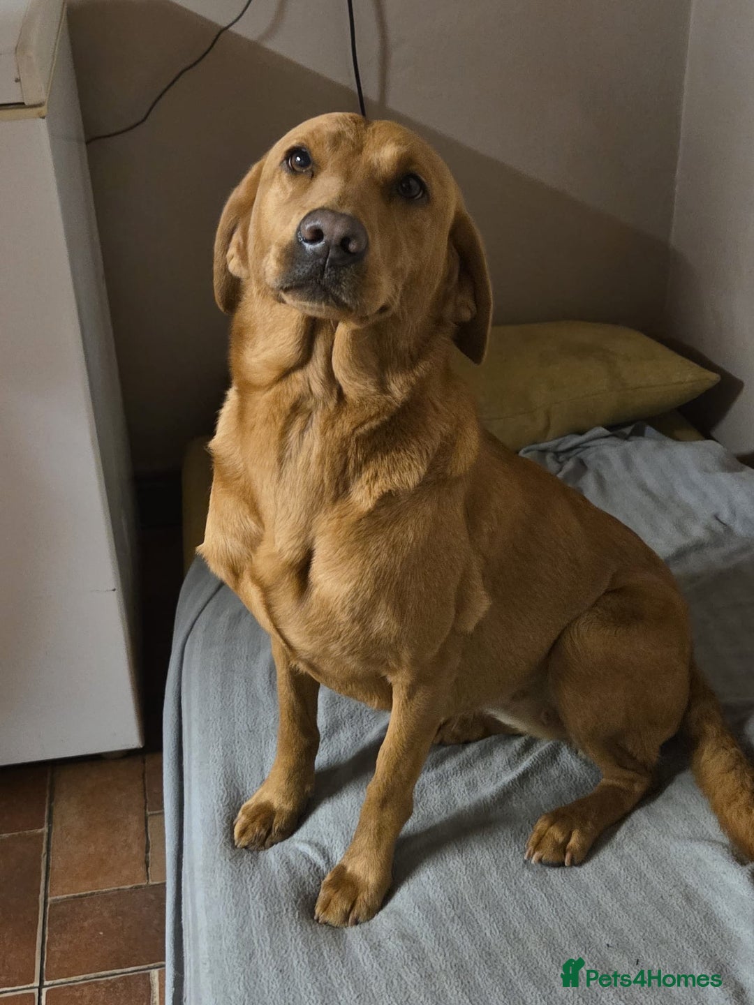 Labrador Retriever dogs for sale: Beautiful kc registered Labrador puppies - Advert 9