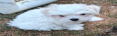 Maltese 2