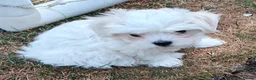 Maltese dogs for sale: Beautiful cuties - Advert 5