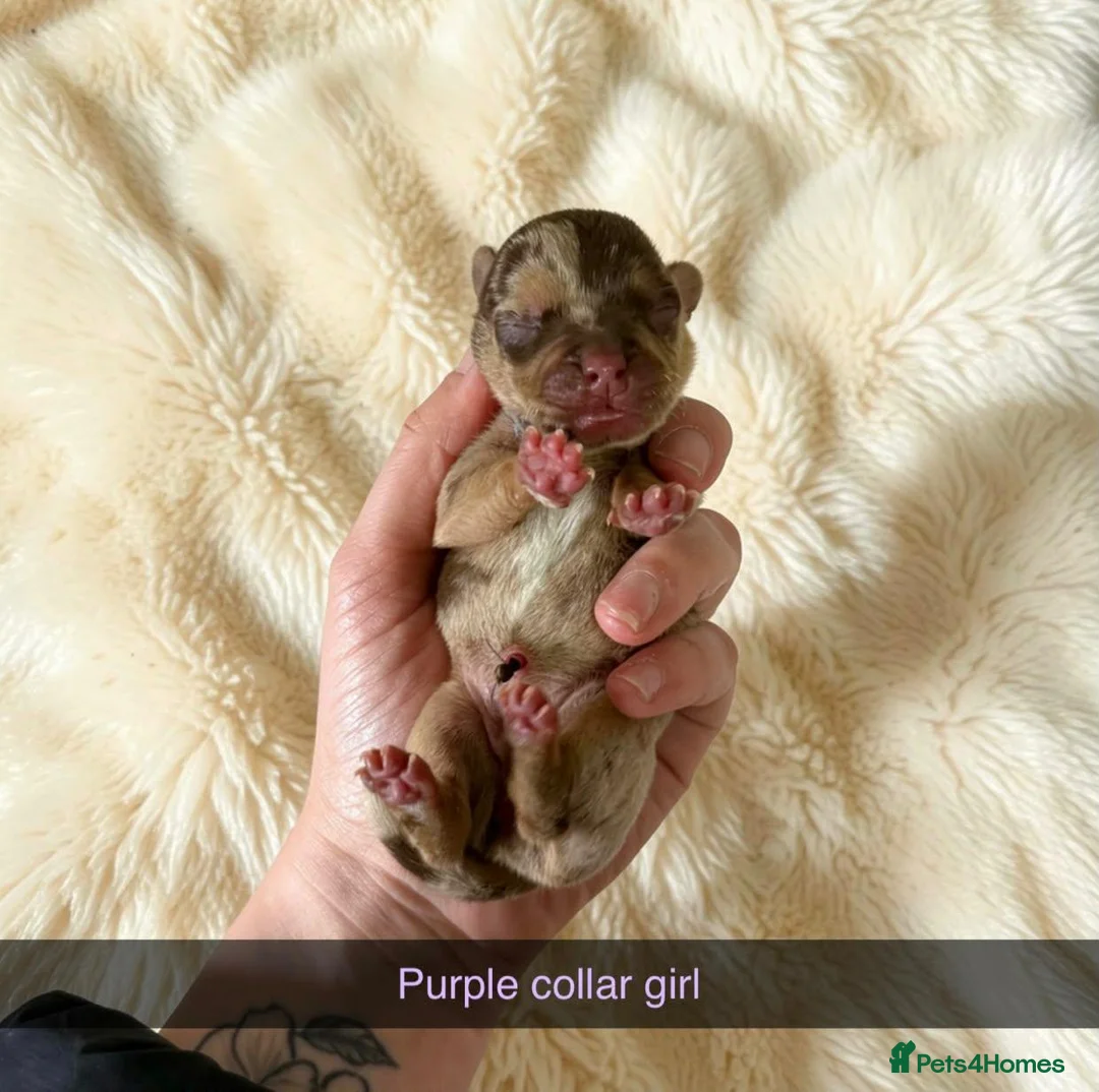 Mixed Breed dogs for sale: French Bull Jack Puppies - Advert 12