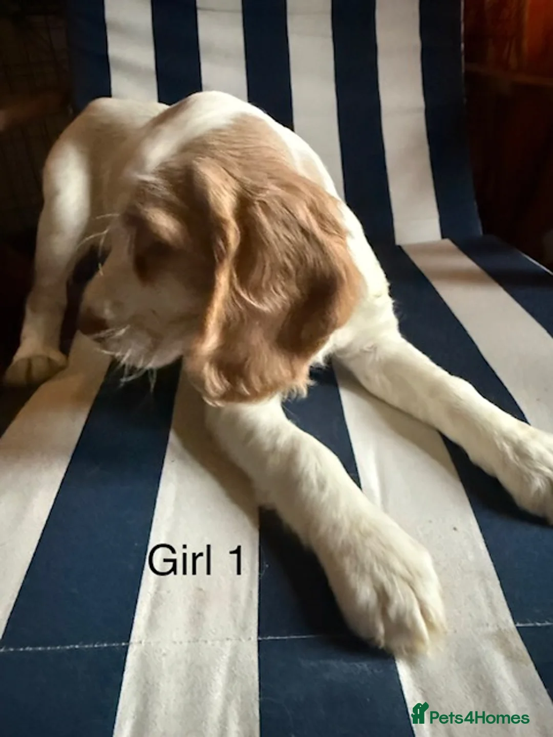 English Springer Spaniel dogs for sale: Springer Spaniel Puppies - Advert 7
